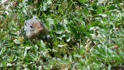 PICTURES/Glacier Critters/t_Columbian Ground Squirrel1.JPG